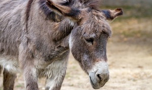 Ban the donkey torture trade