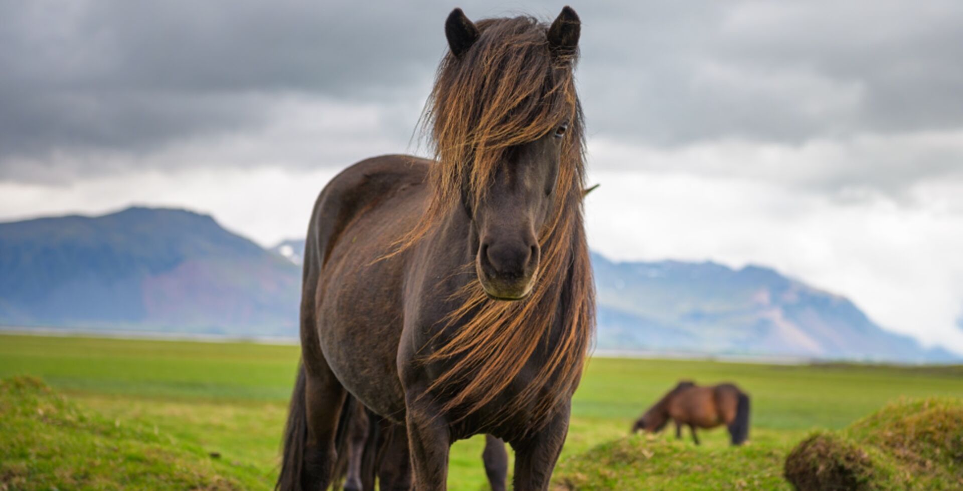 Email Icelandic decision-makers now: End the horse blood trade