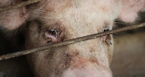 EU: free mother pigs from cages