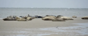 Dt. Bundesregierung: Keine Gasförderung in der Nordsee!