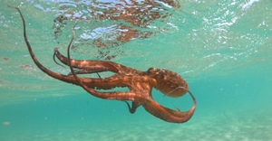 Stop this cruel octopus farm!