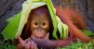 Save Borneo's precious rainforests 