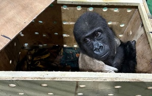 Free baby Zeytin
