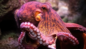 Mexico: Stop the octopus torture!