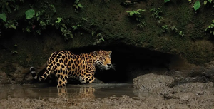 Buy and protect the most species-rich place on Earth!