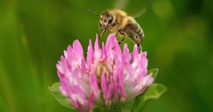 Save the last wild bees from extinction