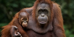 Save the last orangutans