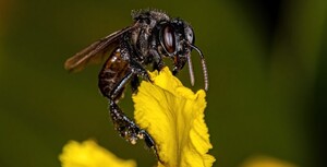 Save the Amazon's bees!