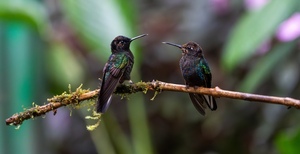 Save this tiny hummingbird and its ancient forest home