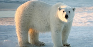 Stop Trump's attack on endangered species