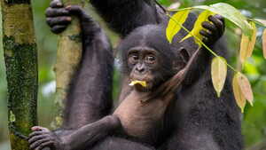 1.3 million acres for the world's last bonobos