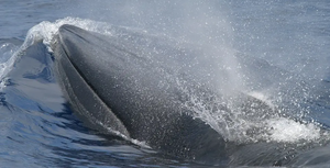 Stop Trump from killing the whales