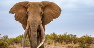 Save the last elephant super tuskers