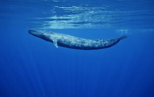 Let’s be the first to win rights for whales