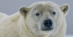 Wells Fargo, Bank of America, Goldman Sachs and all banks: don’t finance Trump’s Arctic Drilling