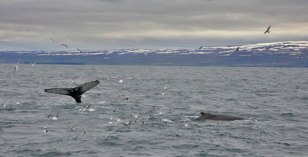 Minister Friðriksson: Ban whale hunting - save lives!