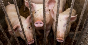 Agrarministerium: CO₂-Betäubung für Schweine jetzt verbieten!