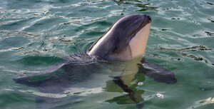 Germany: Protect the North Sea and its harbour porpoises!