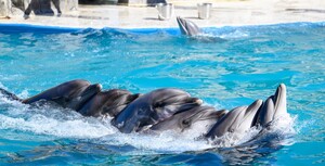 México: ¡Aprueba el Santuario de Delfines!